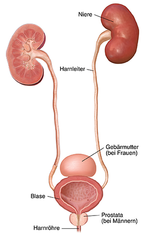 Harnwege mit Nieren, Harnleitern, Blase, Harnröhre und Position der Gebärmutter sowie der Prostata.