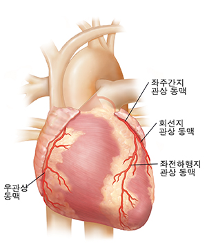 관상동맥이 보이는 심장의 전면 모습.