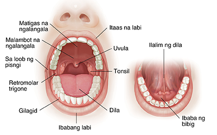 Harap na tanaw ng bukas na bibig na ipinakikita ang normal na anatomiya.