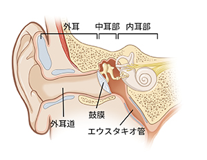 外耳道、鼓膜、耳管などの外耳、中耳、内耳の断面を示す画像。