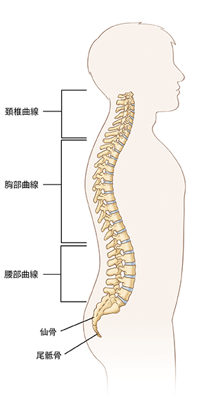 頸椎、胸椎、腰椎、仙骨、尾骨を示す脊椎の画像