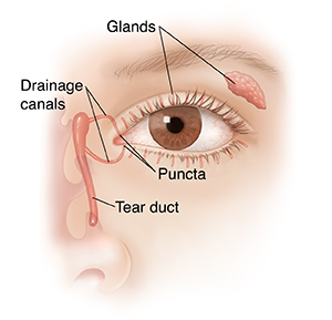 Front view of eye showing tear glands and drainage anatomy.