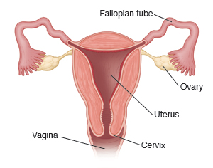 Image showing a cross-section of the uterus, with Fallopian tubes, ovaries, cervix, and vagina.