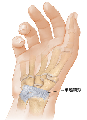 顯示手掌橈腕韌帶和手掌尺腕韌帶的手掌視圖。