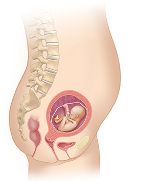 Vista lateral del cuerpo de una mujer donde se muestra el aparato reproductor y un feto de 4 meses.