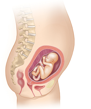 Vista lateral del cuerpo de una mujer donde se muestra el aparato reproductor y un feto de 5 meses.