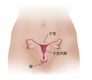 子宮内膜の内膜を示す子宮と膣の正面断面図。