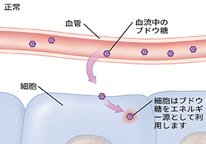 正常な血糖値の血管と細胞の断面図。